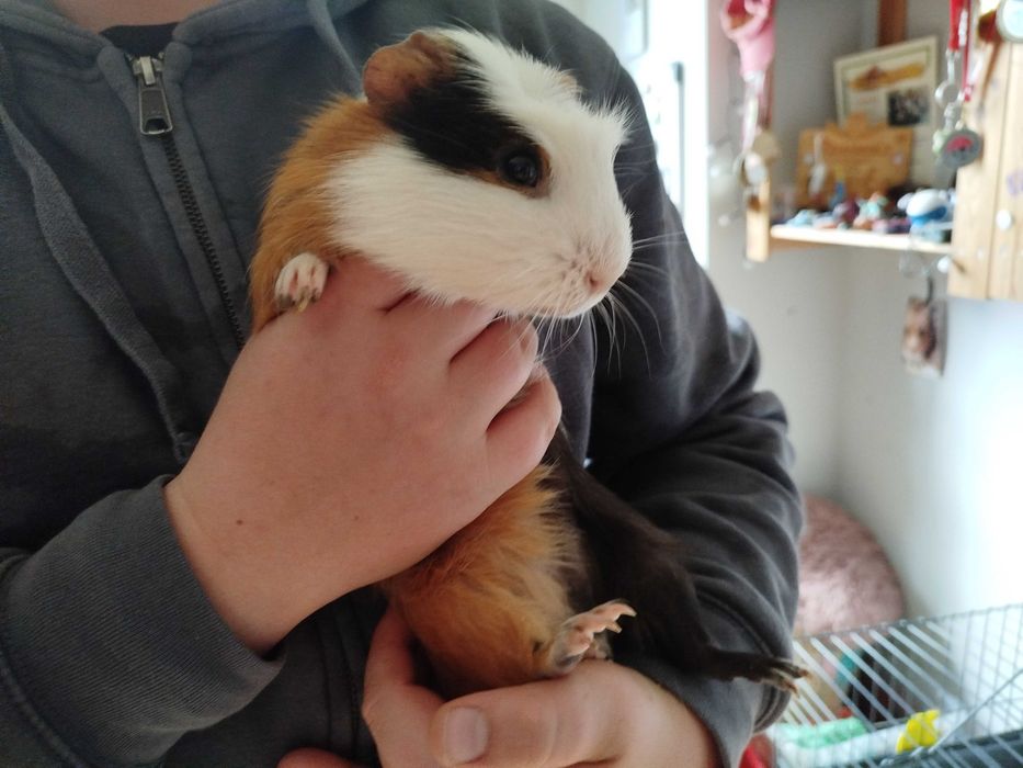 Oswojone świnki morskie z pełnym wyposażeniem