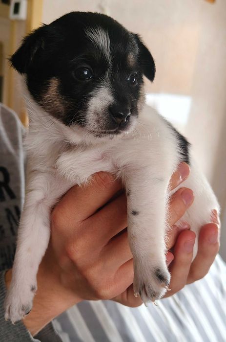 Oddam szczeniaki w dobre ręce.