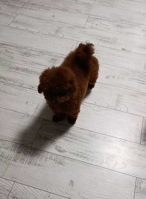 В'язка!!! Той пудель. Китай.