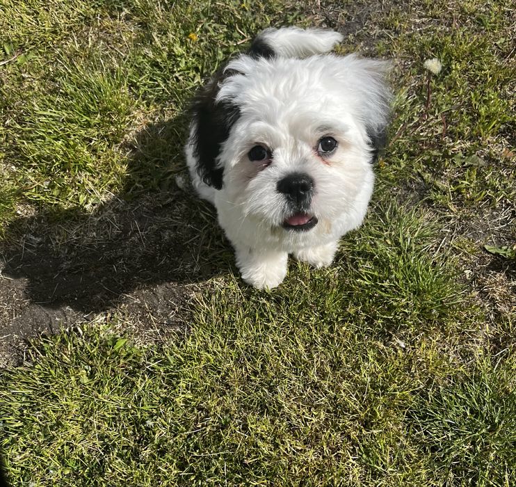 Pies do adopcji rasa mieszana