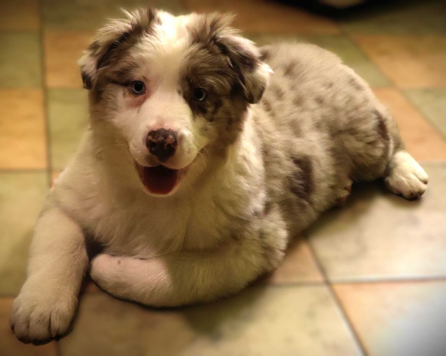 Owczarek Australijski FCI suczka red merle