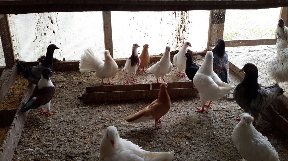 Pombos **Várias Raças**