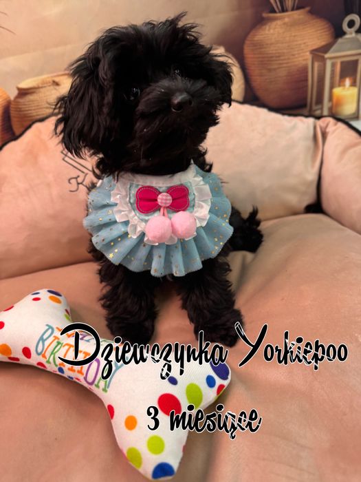 Yorkiepoo suczka. York& pudel toy
