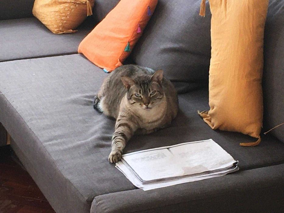 Gato para adoção - Artur