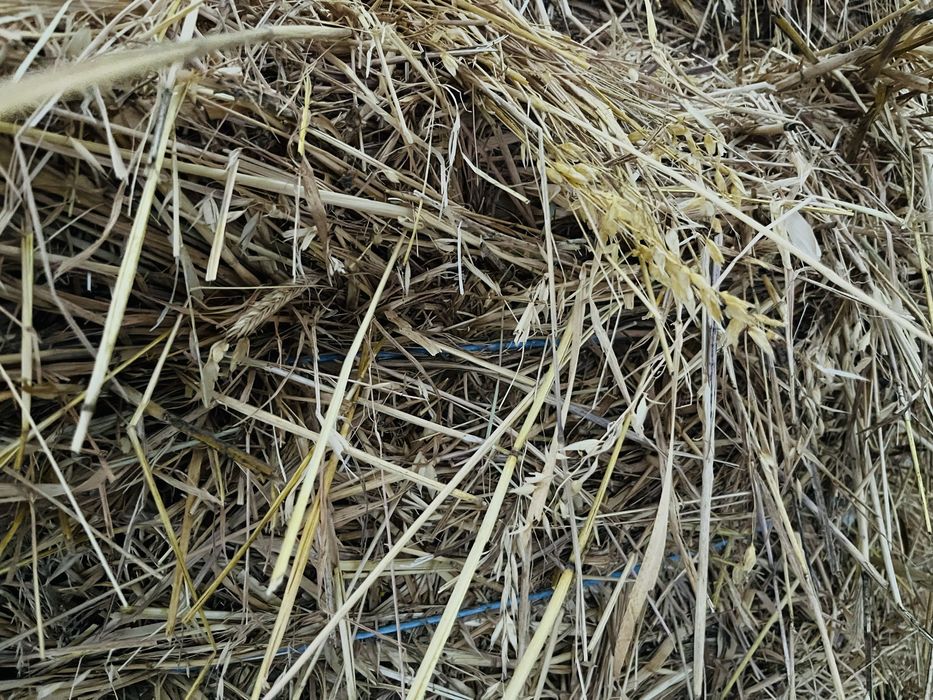 Fardos de feno com grãos