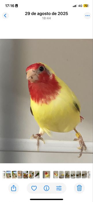 Diamantes papagaio várias mutações