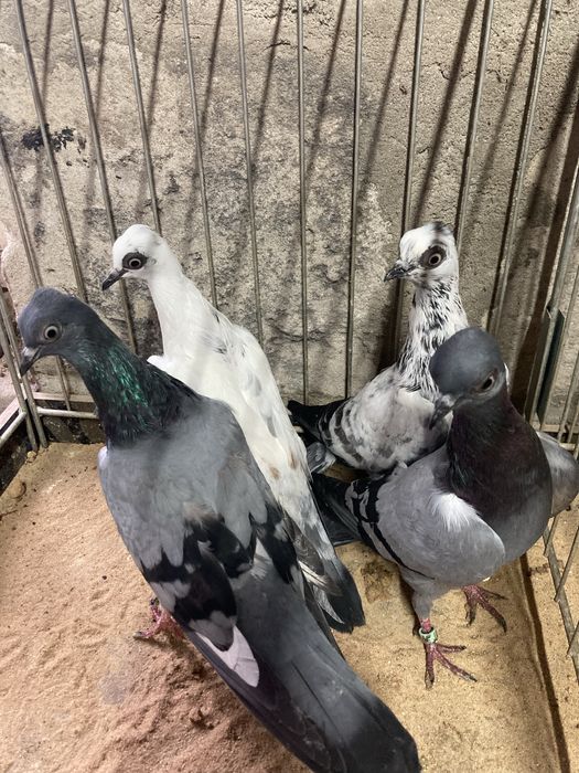 Wiedeński lotny wiedeńskie