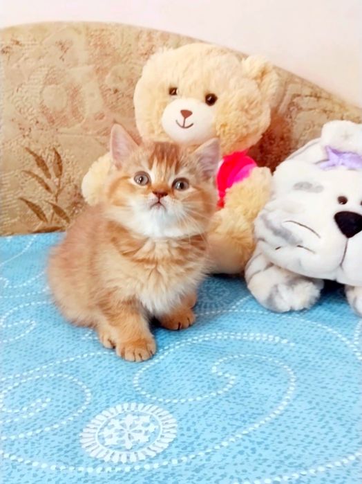 Хлопчик ведмедик шотландик Скотіш Страйт