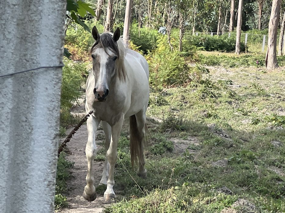 Cavalo tobiano inteiro com 3 anos. Com documentos e vacinas