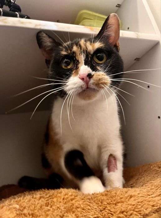 Mimi uma gata para adopção responsável