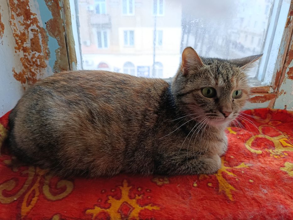 Кошечка в хорошие руки. Кошка даром. Котенок бесплатно. Котята