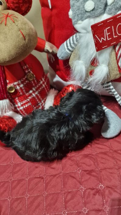 Macho Shih Tzu LOP e Afixo