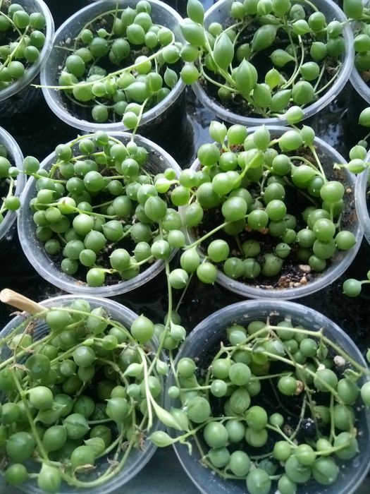 Крестовник Роулі ( сенеціо), сукулент