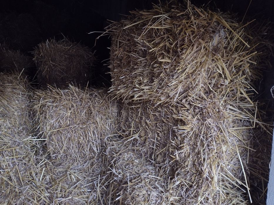 Słoma owsiana kostka