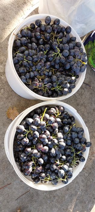 Дача, Соловьиная роща