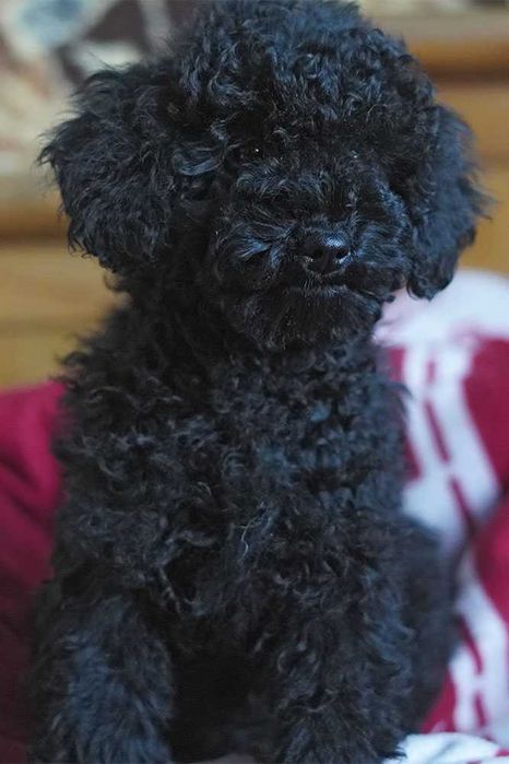 Цуценята малого пуделя