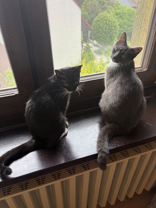 2 koty do adopcji.