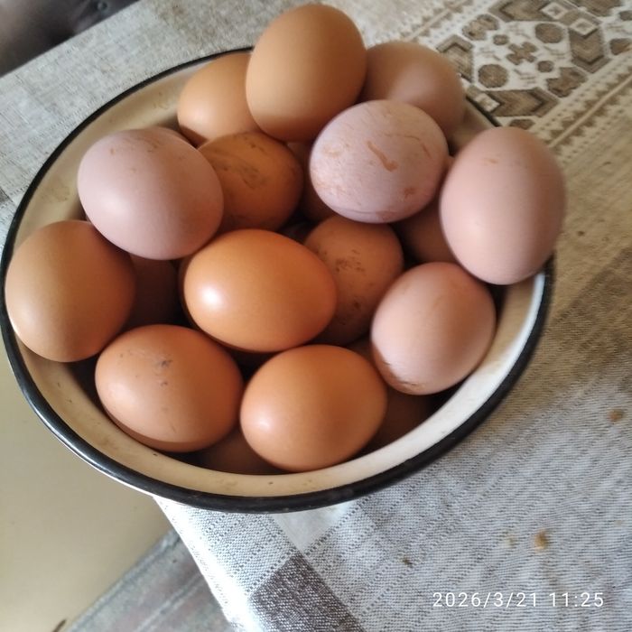 яйця курячи домашни
