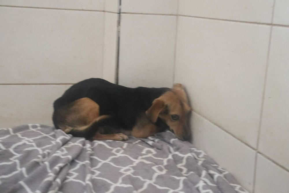 Fifi - zaczipowana, zaszczepiona, odrobaczona - adopcja suczka