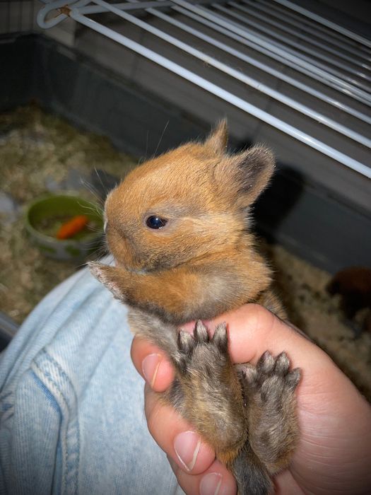 Coelhos Anões *Disponíveis*