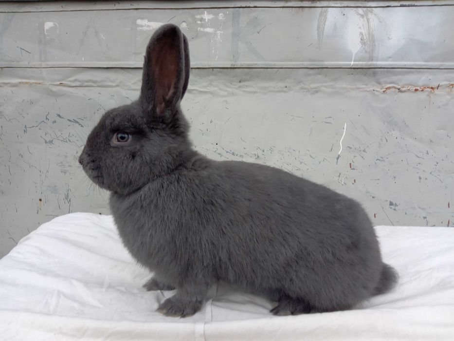 Wiedeński niebieskie