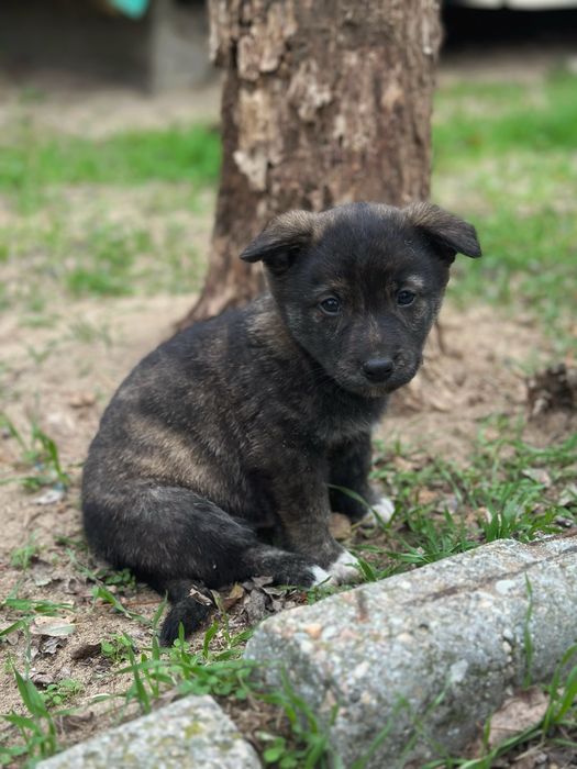 БЕЗКОШТОВНО. Віддамо в добрі руки цуценят