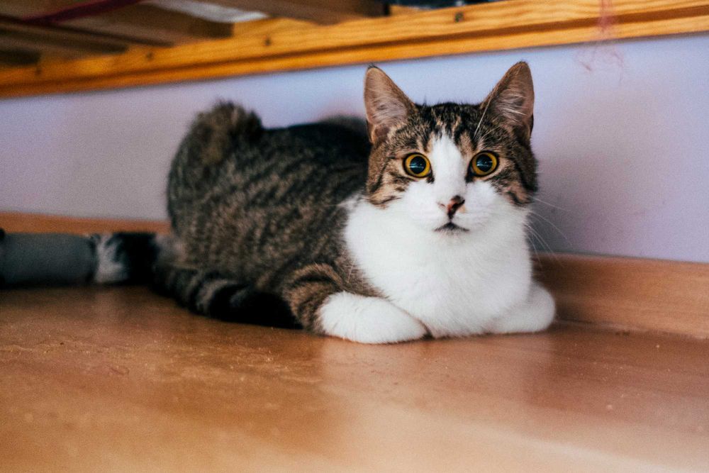 Cezar – mistrz odpoczynku szuka domu - kocurek do adopcji