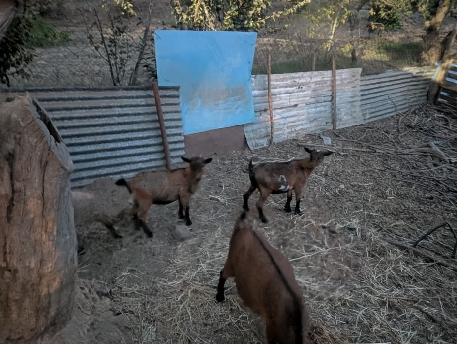 Cabras anas várias idades