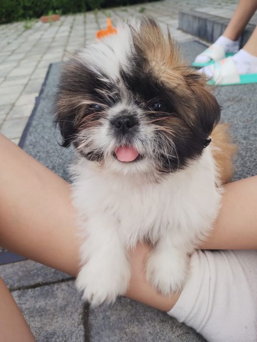 Shih Tzu suczka tricolor