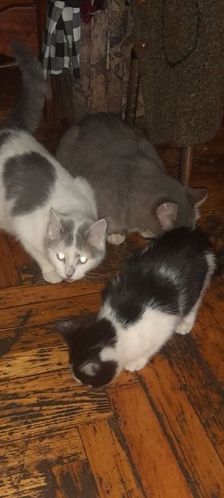 Шукаємо найкращі домівки для наших маленьких котиків