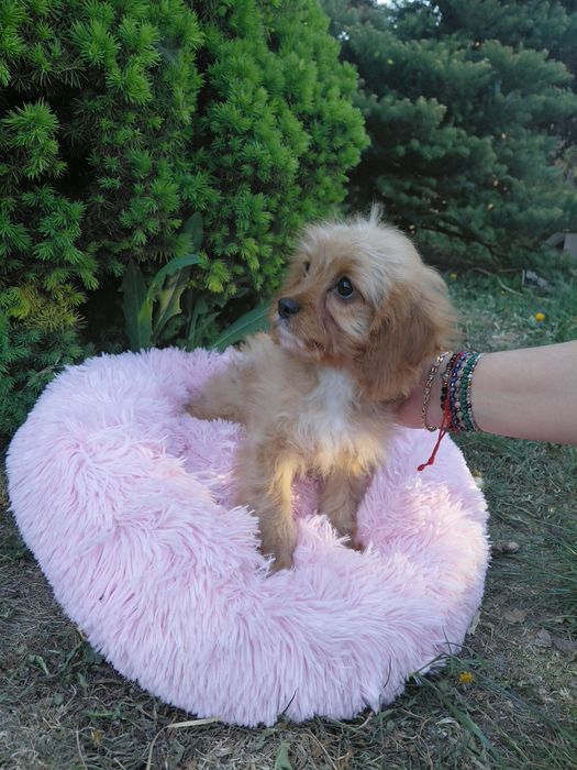 Sunia cavapoo  11tyg