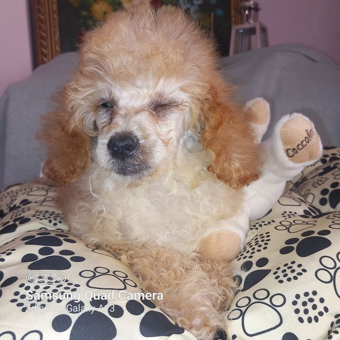 Pudel toy piesek