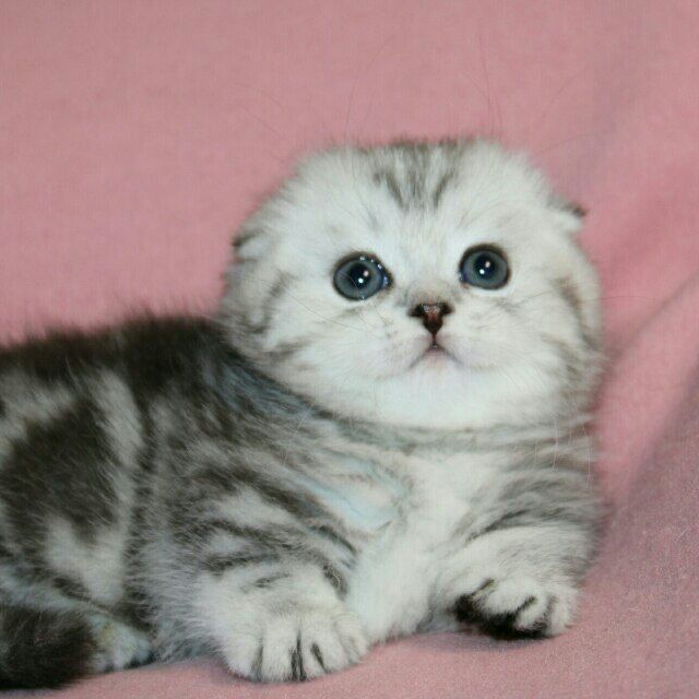 Очень красивый котик
