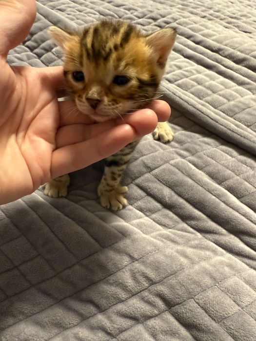 Бенгальські кошенята