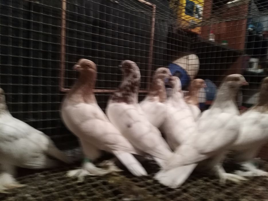 Golebie białe ozdobne ipocztowe