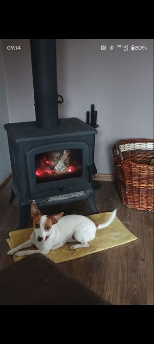 Oddam Za darmo  Jack Russell terier