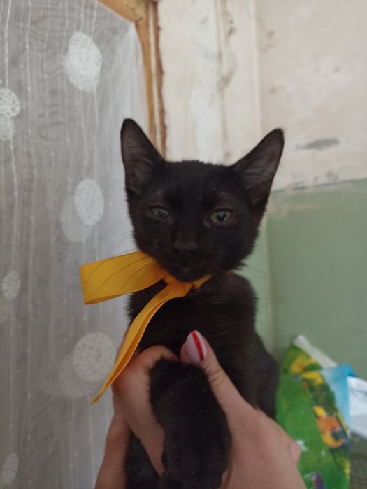 Ласковый Котенок Тиша  мальчик ищет семью