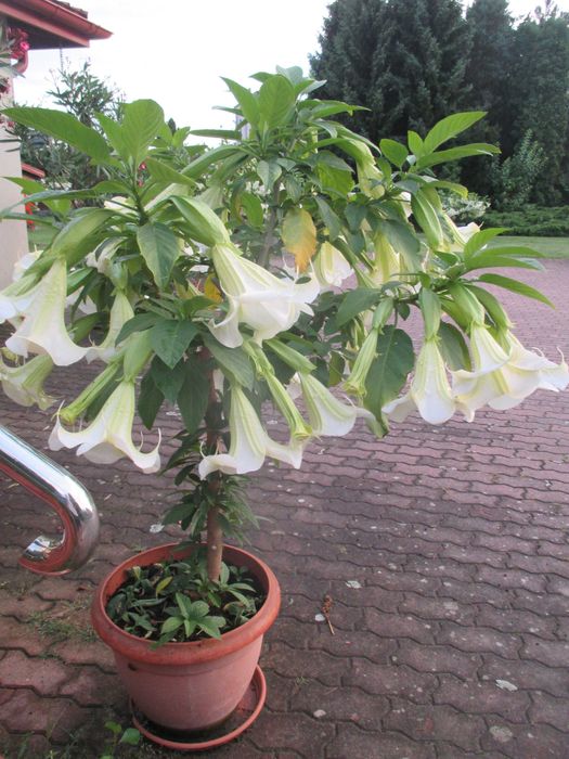 datury takie jak na zdjęciu duże