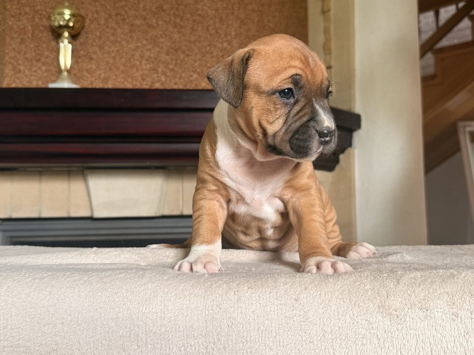 Amstaff suczka.