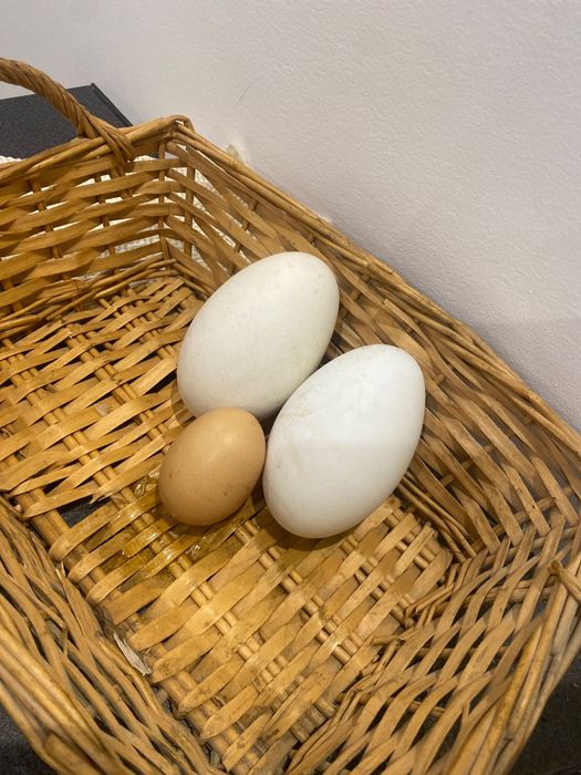 Ovos caseiros galinha