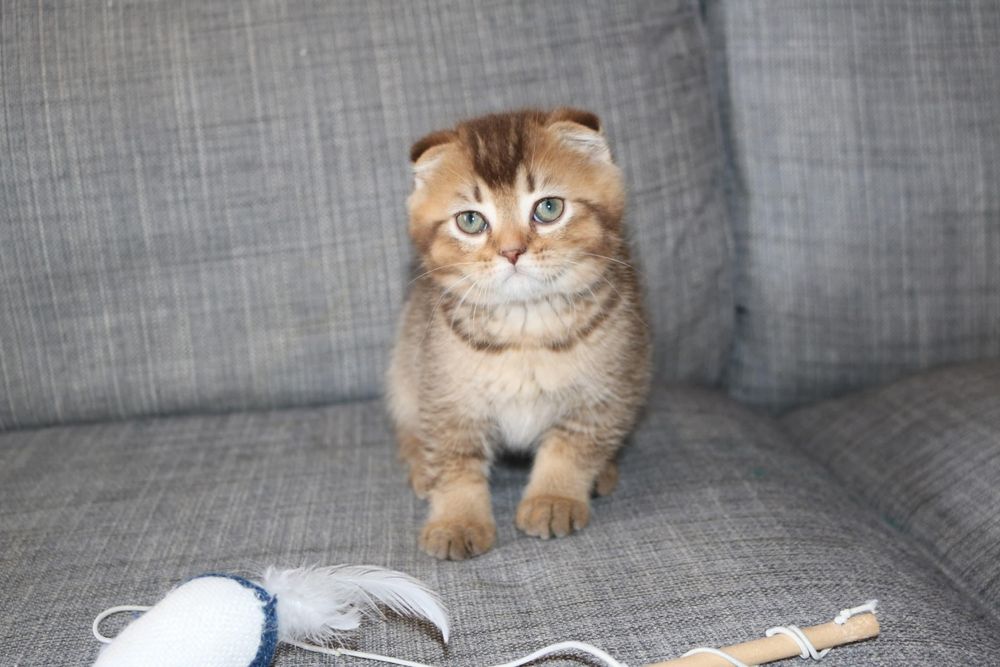 gatinho scottish fold golden brown