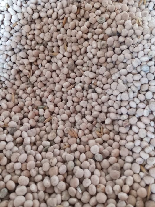 Łubin biały slodki