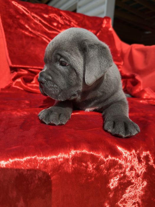 Голубий Кане-Корсо 2 міс хлопчик Рамзан