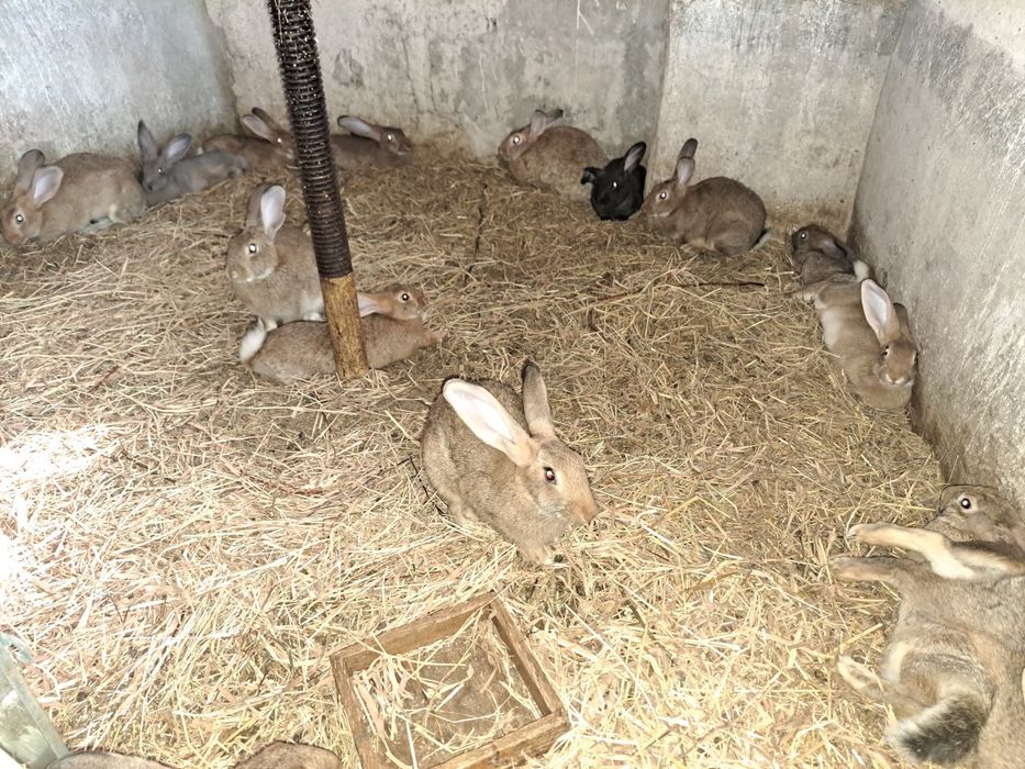 Coelhos para venda