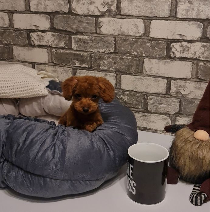 Найменший пудель тікап teacup