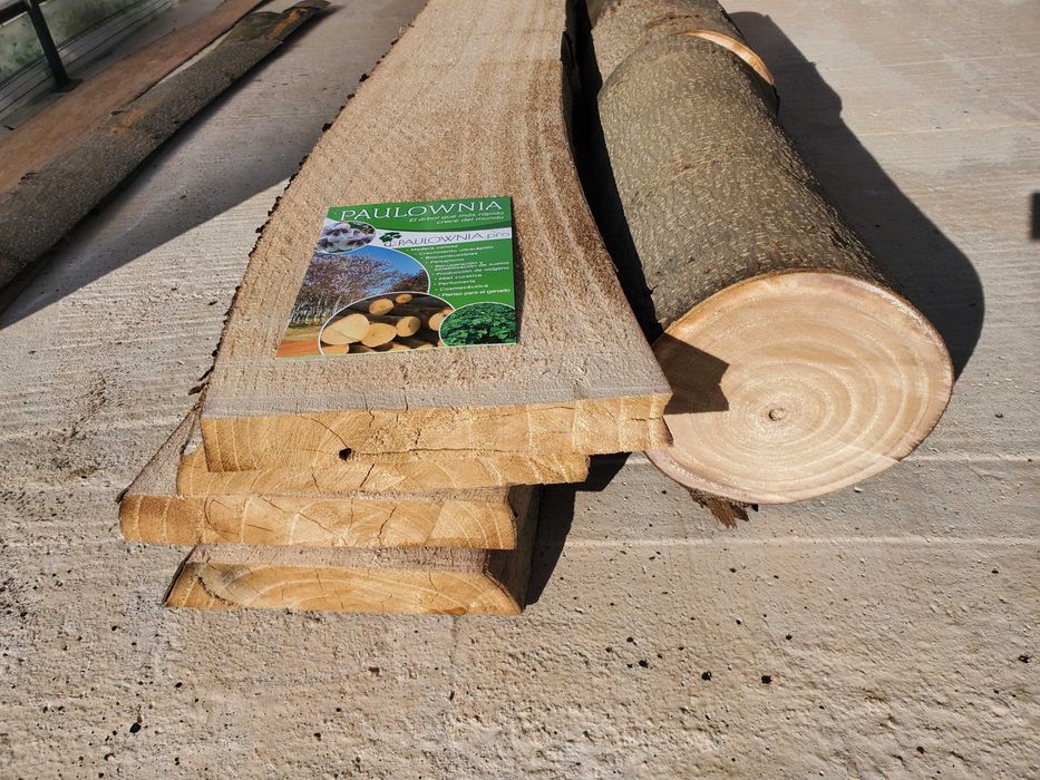 Paulownia Híbrida Turbo Pro torrão de raiz no vaso 600ml