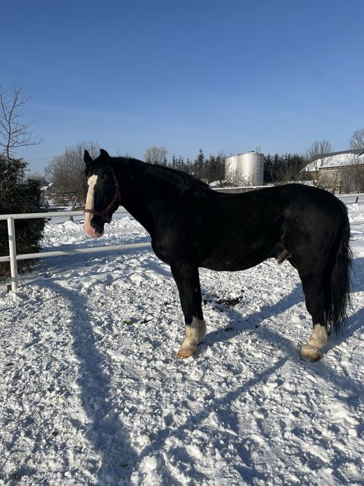 Stanowka ogierem śląskim Aromat