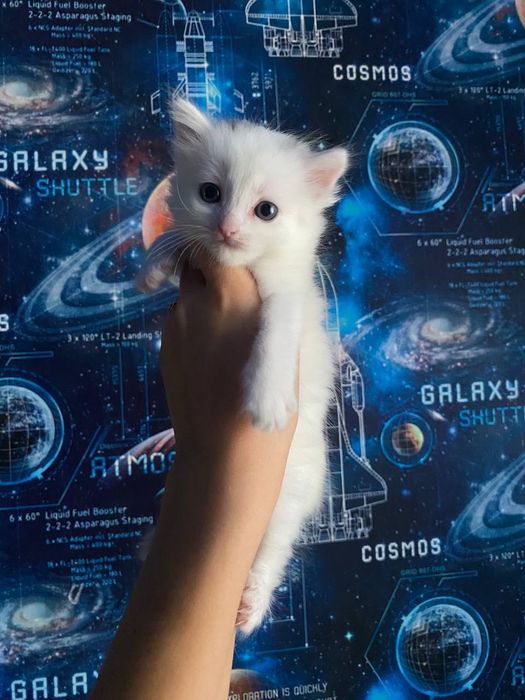 Віддам кошеням в хороші руки