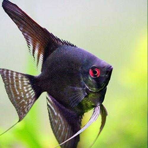 Żaglowiec skalar odmiana CZARNA - Pterophyllum - dowóz, wysyłka