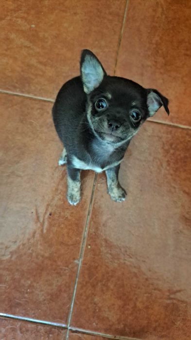 chihuahua de pelo curto